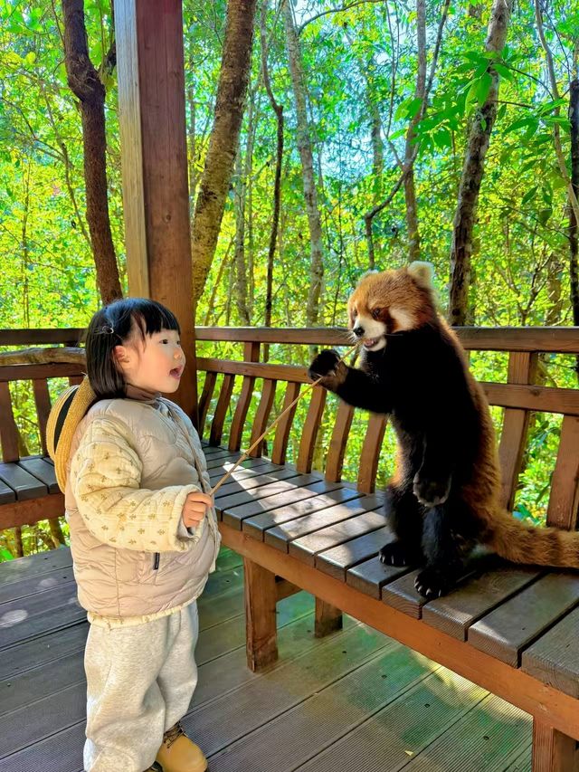 雲南隱藏玩法！帶小朋友去動物鄰居家「作客」
