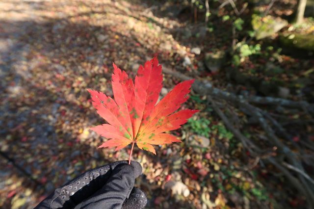 東北國慶徒步路線如此直觀地感受秋天