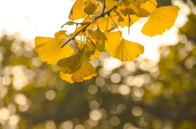 A Ginkgo Date in Nanxiong, Shaoguan: A Complete Two-Day, One-Night Autumn Viewing Guide