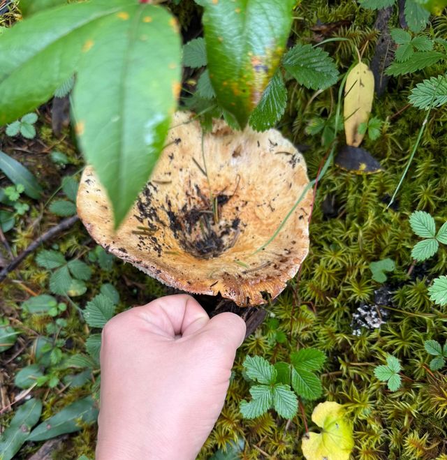 西藏絕美秘境｜白朗溝才是人間仙境天花板！