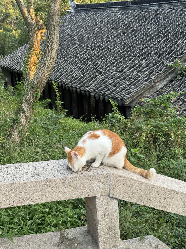 我拍到了無人的虎丘簡直封神了…