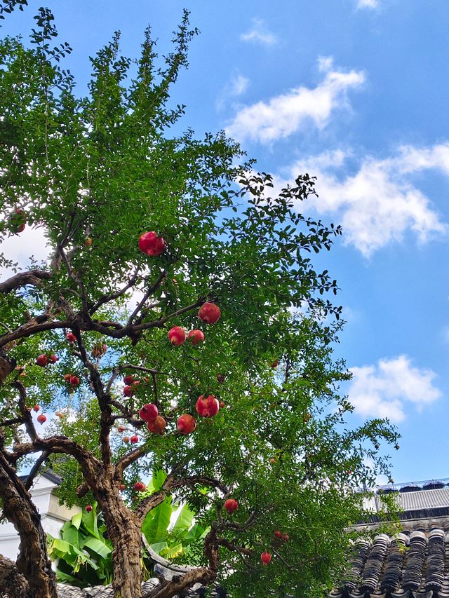蘇州小眾秘境！怡園百年石榴樹也太出片了吧