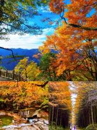 光霧山紅葉季｜中國紅葉第①山，私藏絕美賞秋秘境