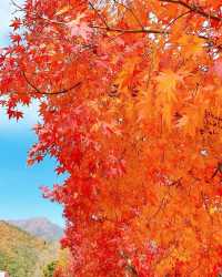 埼玉的北歐秋天！超夢幻姆明主題森林公園