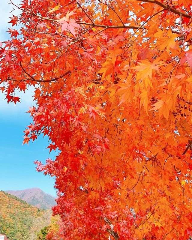 埼玉的北歐秋天！超夢幻姆明主題森林公園