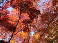 名古屋東山動植物園紅葉節