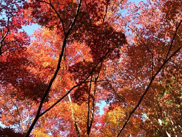 名古屋東山動植物園紅葉節
