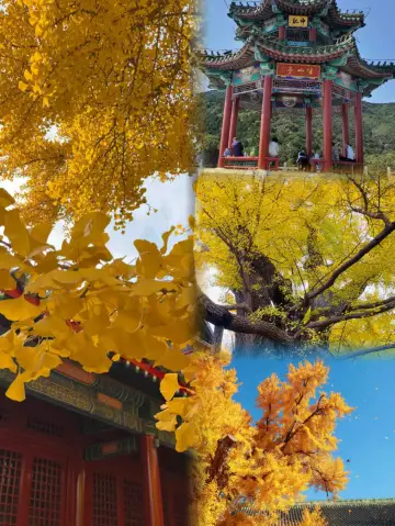 北京賞秋秘境大盤點