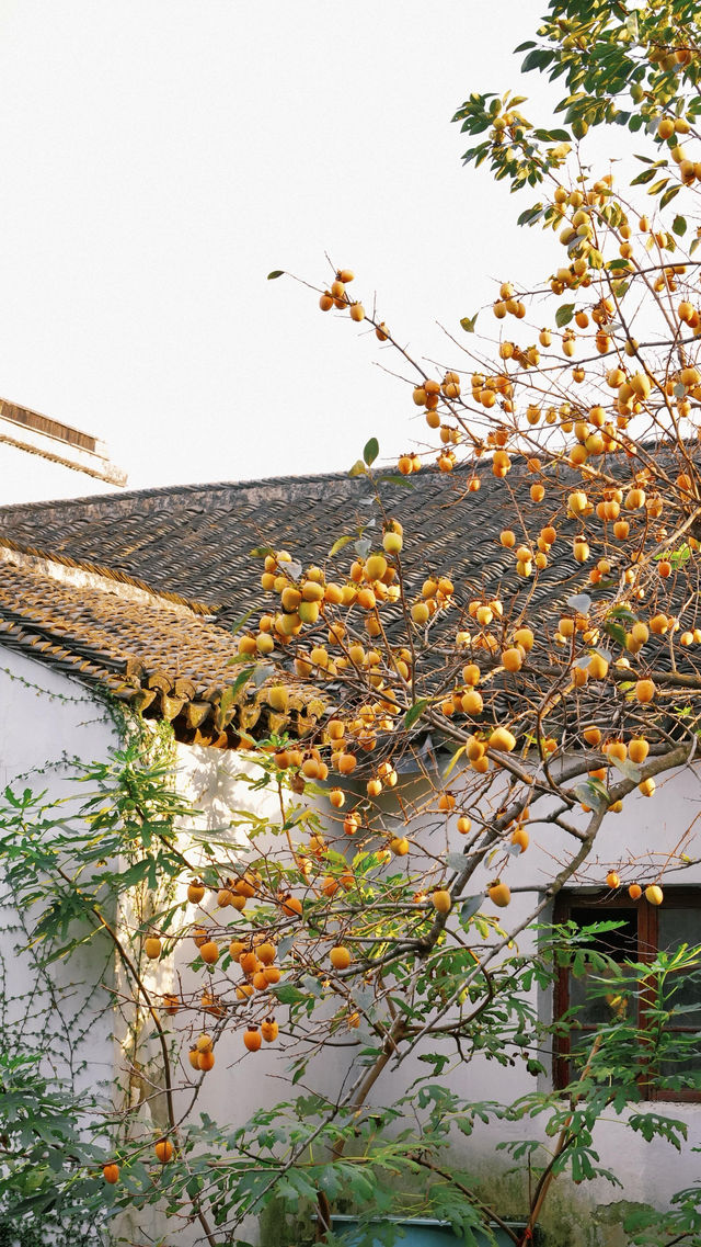 蘇州|這棵柿子樹已經紅啦 蘇州|這棵柿子樹已經紅啦