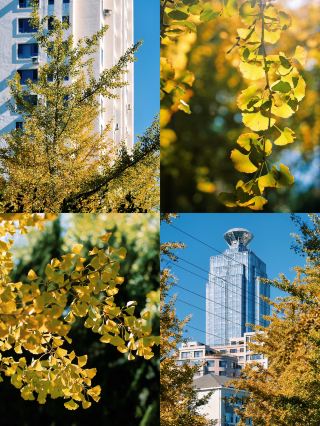 About to enter the best viewing period, this place has fewer people and beautiful ginkgo trees