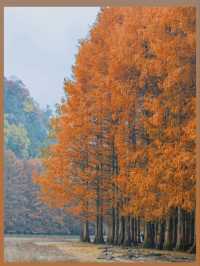 陝西絕美水上森林秋日限定版仙境風景！