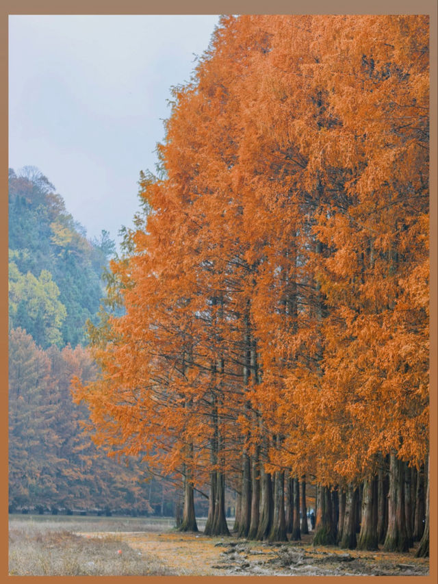 陝西絕美水上森林秋日限定版仙境風景！