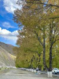 10月川西，赴一場光與金黃的約會