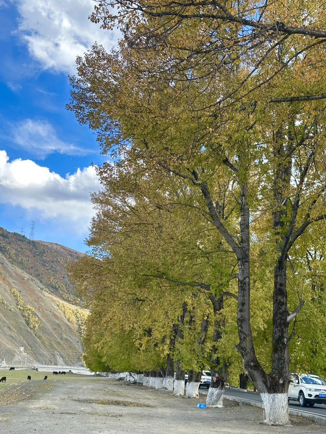 10月川西，赴一場光與金黃的約會