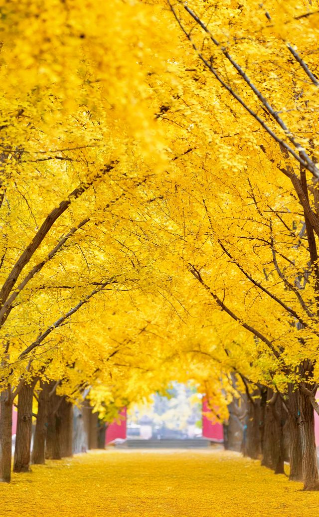 帝都秋色必打卡地