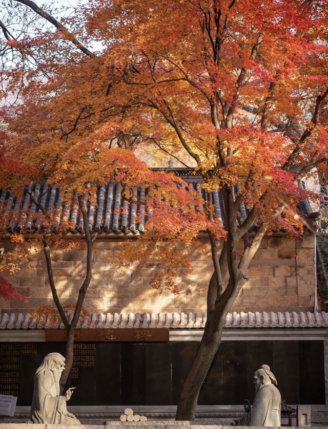 帶父母崂山賞秋輕鬆攻略：慢品山海秋韻