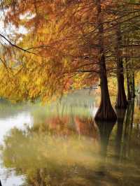 近期來南京的有福啦！