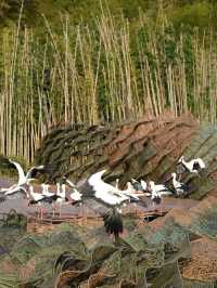 이싱 도자기 마을, 장화 호수 마을에서 찾은 은신처