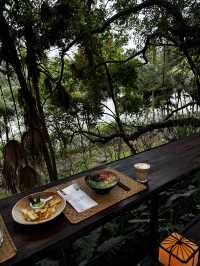 雨林野奢酒店指南