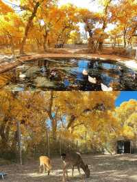 鎏金十月，赴敦煌胡楊之約，宿杏子酒店享絲路便利