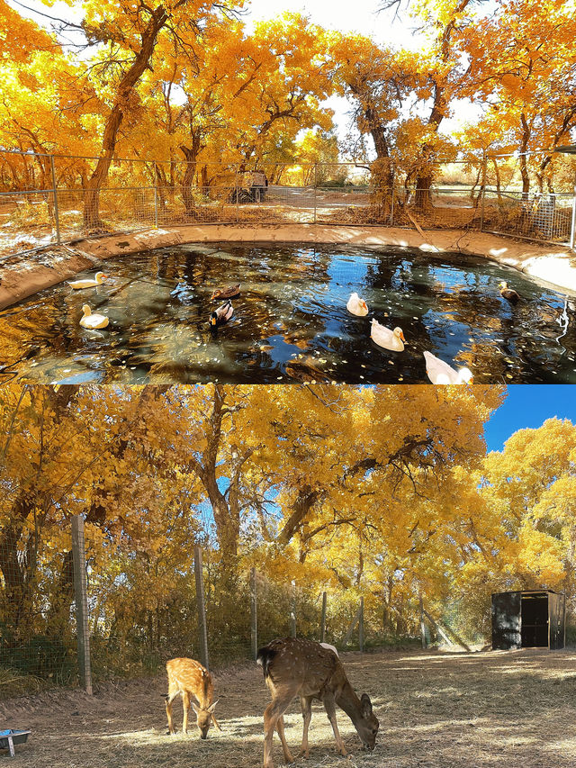 鎏金十月，赴敦煌胡楊之約，宿杏子酒店享絲路便利