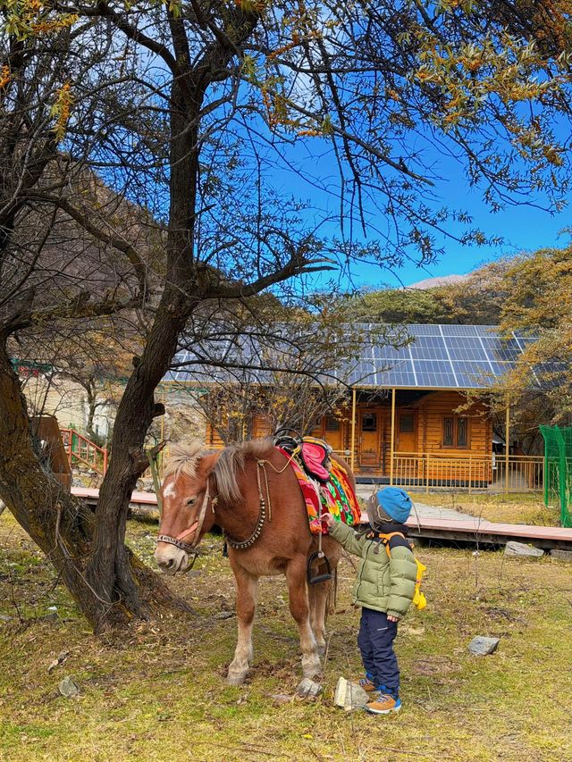 川西3日反向遊|彩林、雪山摘蘋果