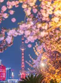 夜櫻暴擊!北外灘晚櫻秘境美到犯規!