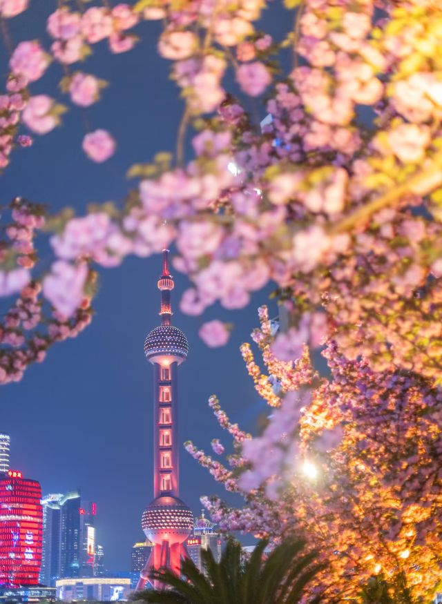 夜櫻暴擊!北外灘晚櫻秘境美到犯規! 夜櫻暴擊!北外灘晚櫻秘境美到犯規!