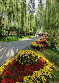 揚州賞菊指南｜滿城盡帶黃金甲！這3個地方美到心巴上