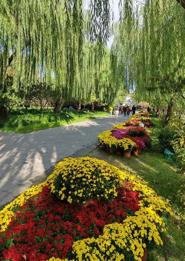 揚州賞菊指南｜滿城盡帶黃金甲！這3個地方美到心巴上