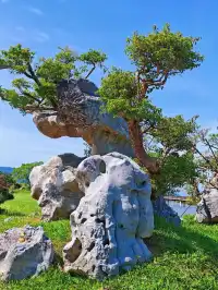 南灣花鎮，一定要來！！！