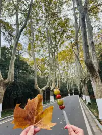 鐘山景區一日遊攻略 反方向路線避開人流