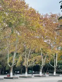 鐘山景區一日遊攻略 反方向路線避開人流