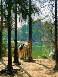 杭州灣濕地公園——承包我對秋冬的所有浪漫