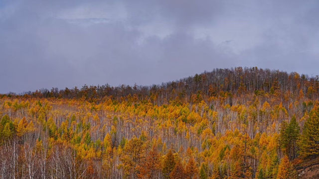 額爾古納河絕美秋景自駕攻略油畫般的金色童話世界 額爾古納河絕美秋景自駕攻略油畫般的金色童話世界