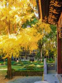 上海小眾秋色天花板一扇金色之門驚艷了深秋！