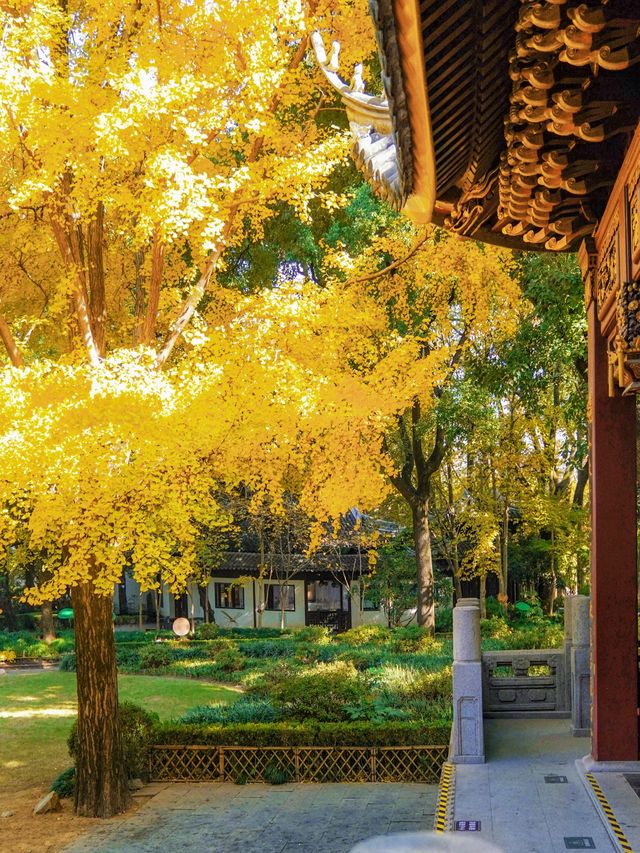 上海小眾秋色天花板一扇金色之門驚艷了深秋！