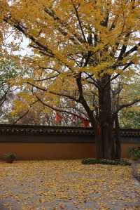 常熟小眾秘境！小雲棲寺的冬天真的美哭了！