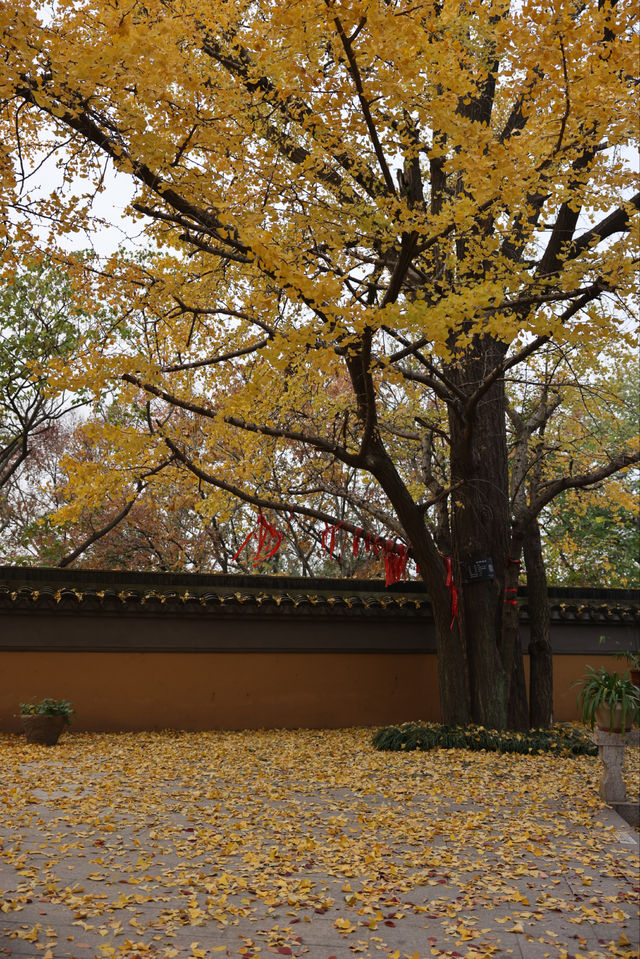 常熟小眾秘境！小雲棲寺的冬天真的美哭了！