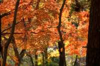 廬山賞秋必去！牯嶺鎮楓葉紅透的浪漫時光