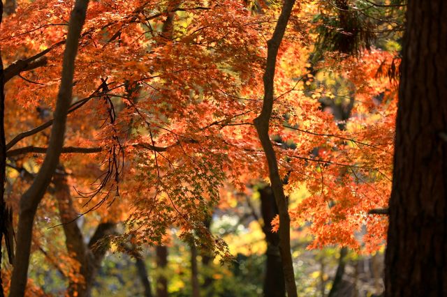 廬山賞秋必去！牯嶺鎮楓葉紅透的浪漫時光