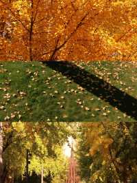 滬上初冬的鎏金秘境｜藏在靜安的小眾銀杏海絕了！