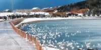 煙墩角天鵝湖，冬日限定冰雪浪漫