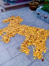 古剎追秋|北宋古寺、銀杏還有貓貓誰說秋意只在枝頭?