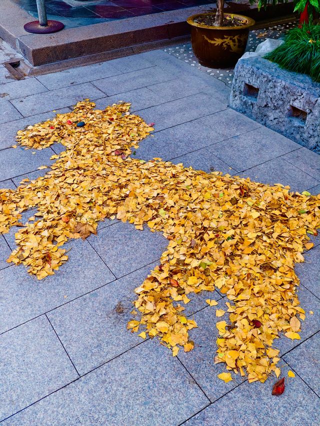 古剎追秋|北宋古寺、銀杏還有貓貓誰說秋意只在枝頭? 古剎追秋|北宋古寺、銀杏還有貓貓誰說秋意只在枝頭?