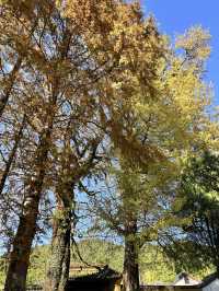 古寺，千年銀杏