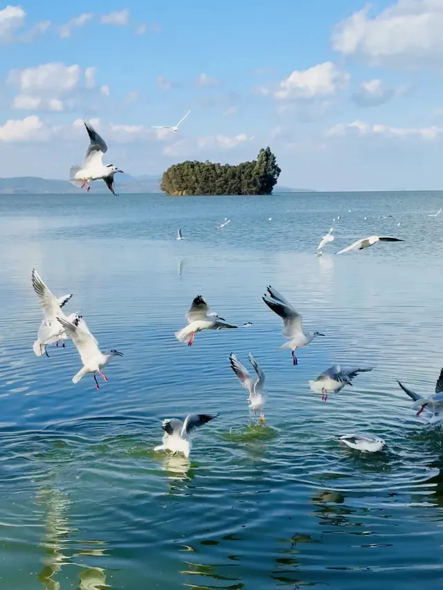 昆明週末|被海鷗和天空之境包圍超治癒