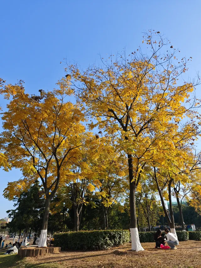 松雅湖落羽杉實況,拍照還是建議烈士公園 松雅湖落羽杉實況,拍照還是建議烈士公園