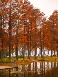 12.3的東湖殺瘋了!分享一條油畫感騎行路線