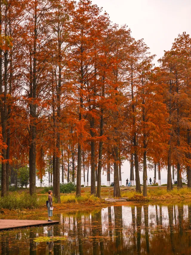 12.3的東湖殺瘋了!分享一條油畫感騎行路線 12.3的東湖殺瘋了!分享一條油畫感騎行路線